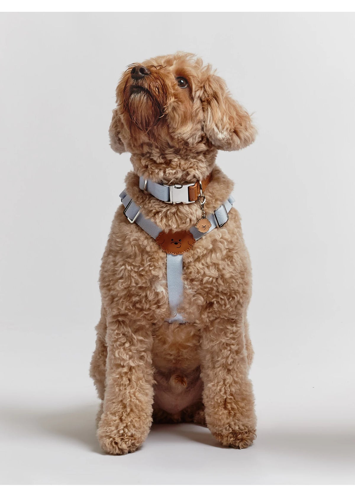 A light brown curly-haired dog wearing a gray and white harness with a brown leather patch, sitting against a plain light gray studio background.
