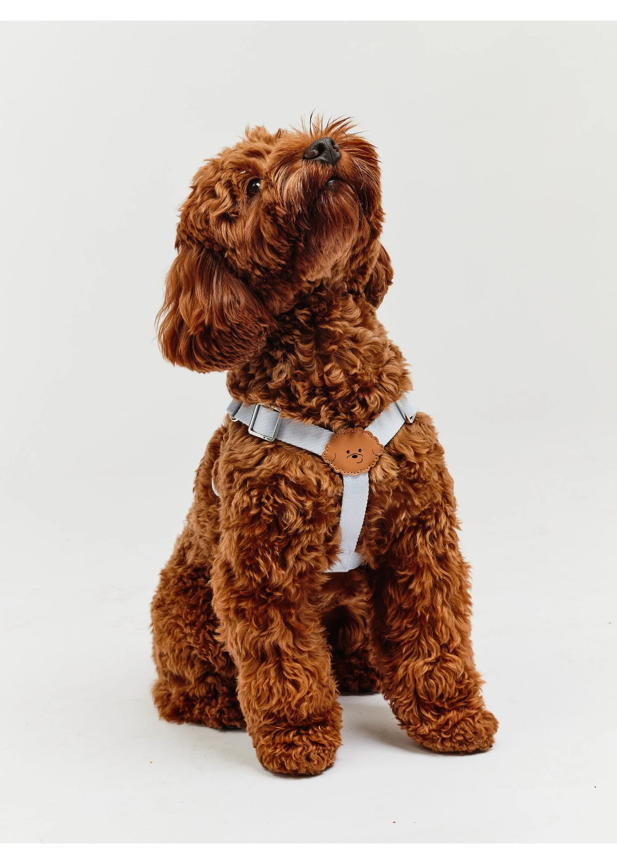 Eco-Leather Small Dog Kusaka Harness | Sky Blue