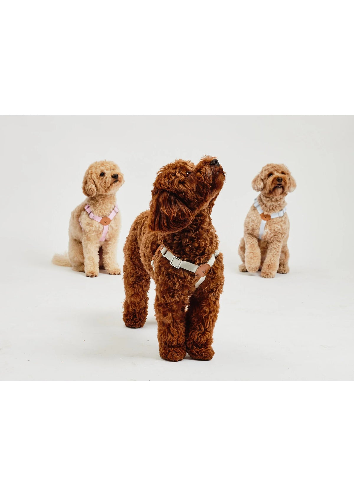 Eco-Leather Small Dog Kusaka Harness | Pearled Ivory