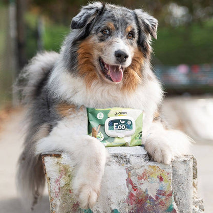 Dog holding a package of eco-friendly products outdoors