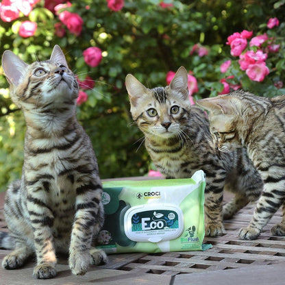 Three kittens standing around a Croci Eco Bioplus package on a wooden surface with flowers in the background.