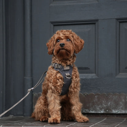 Elma Active Dog Harness – Storm | Danish Design