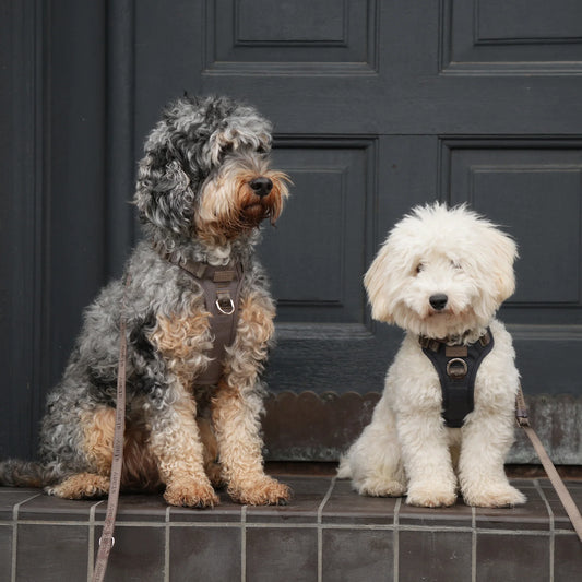 Two dogs, one gray and brown and one white, sitting on a tiled floor in front of a dark door.