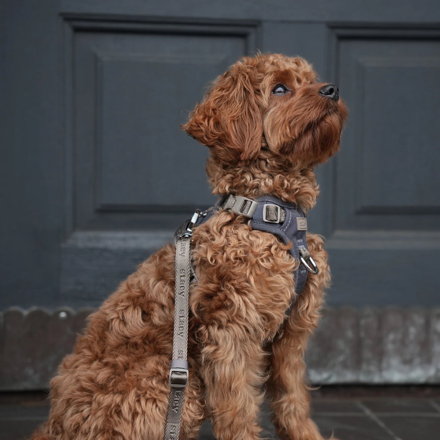 Elma Active Dog Harness – Storm | Danish Design