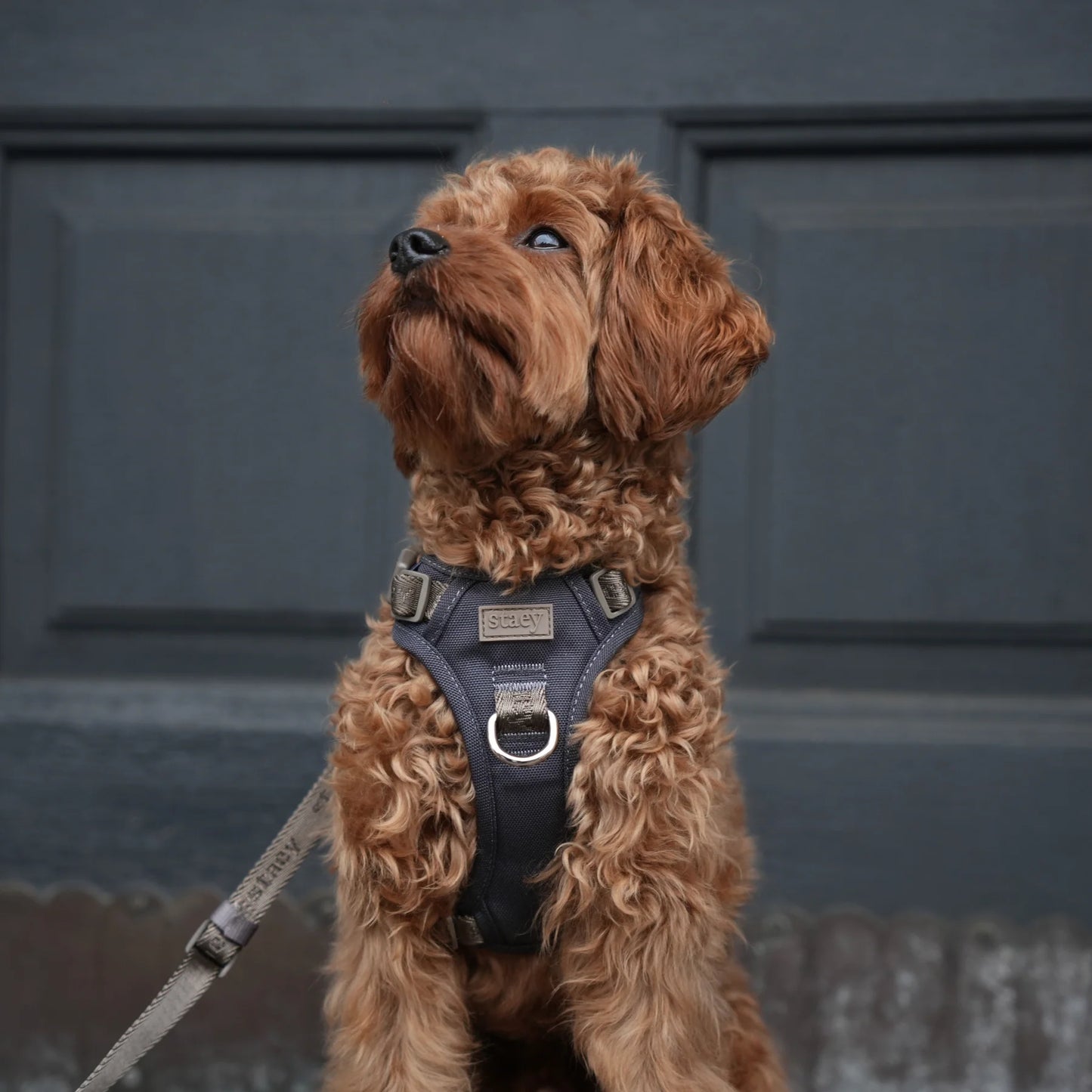 Elma Active Dog Harness – Storm | Danish Design