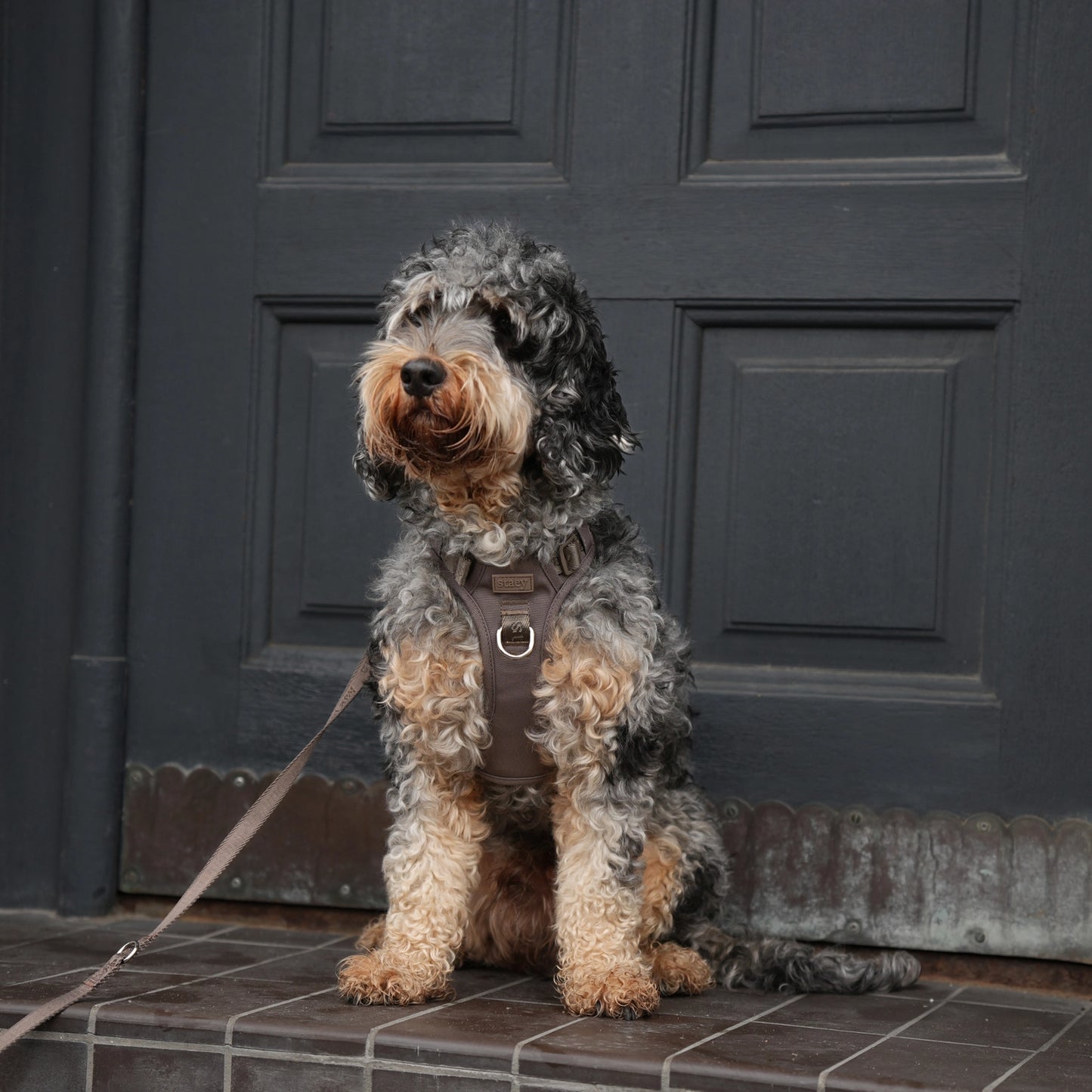 Elma Active Dog Harness – Taupe | Danish Design