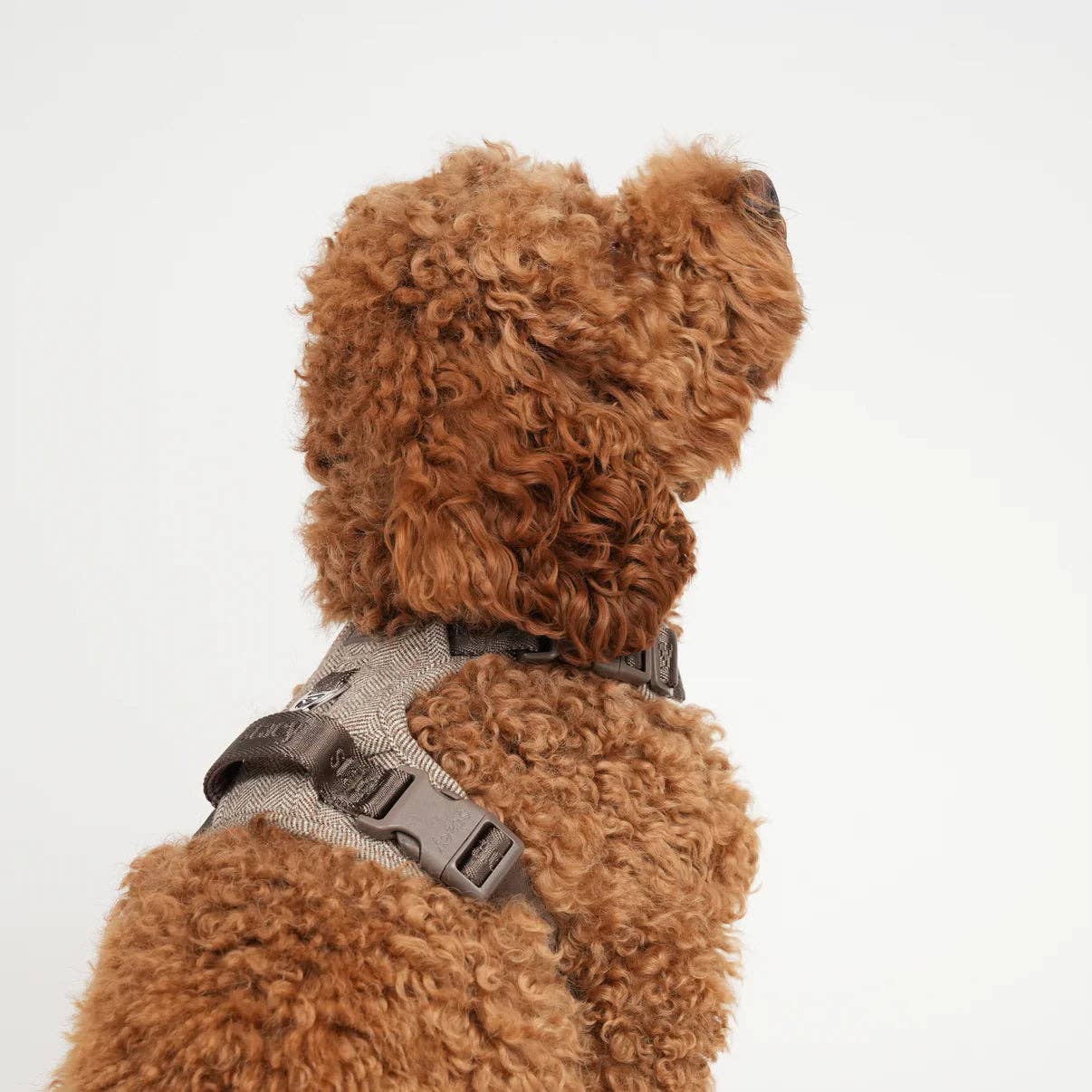 Brown teddy bear wearing a harness on a white background
