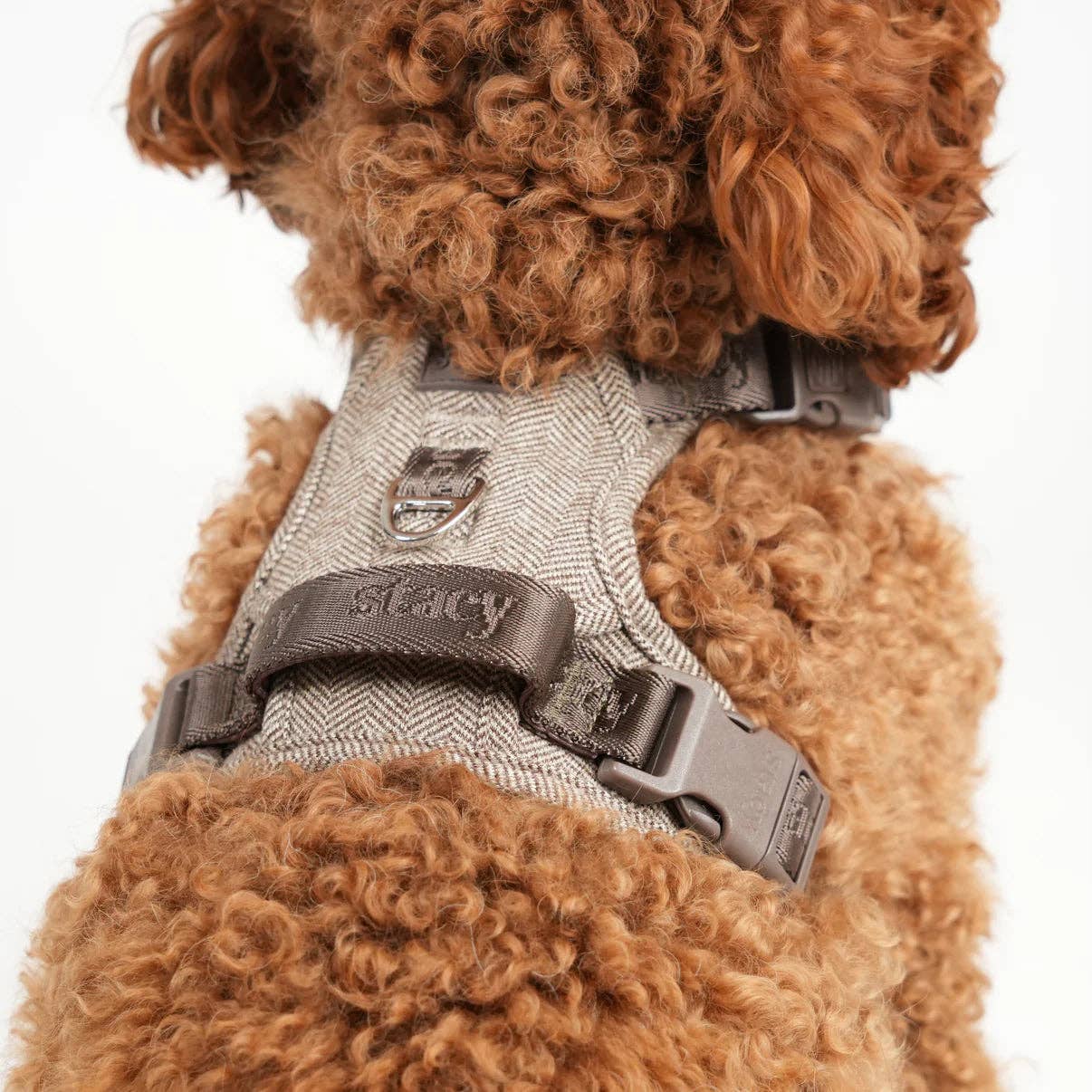 Brown dog wearing a gray harness with 'Stacy' branding on a white background