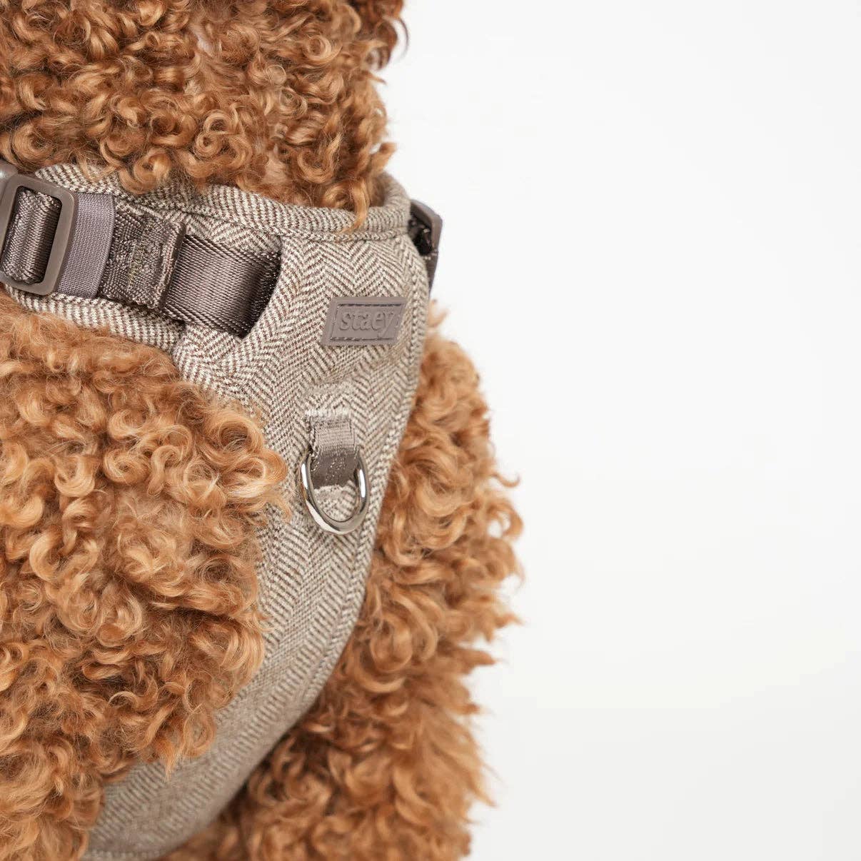 Dog wearing a gray harness on a white background