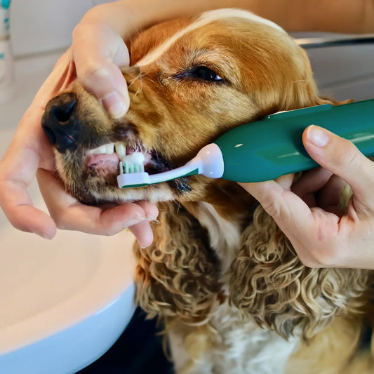 Full Ultrasonic Dental Deep Clean