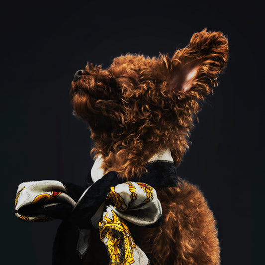 Dog Wash & Dry – Quick Clean & Fluffy Finish