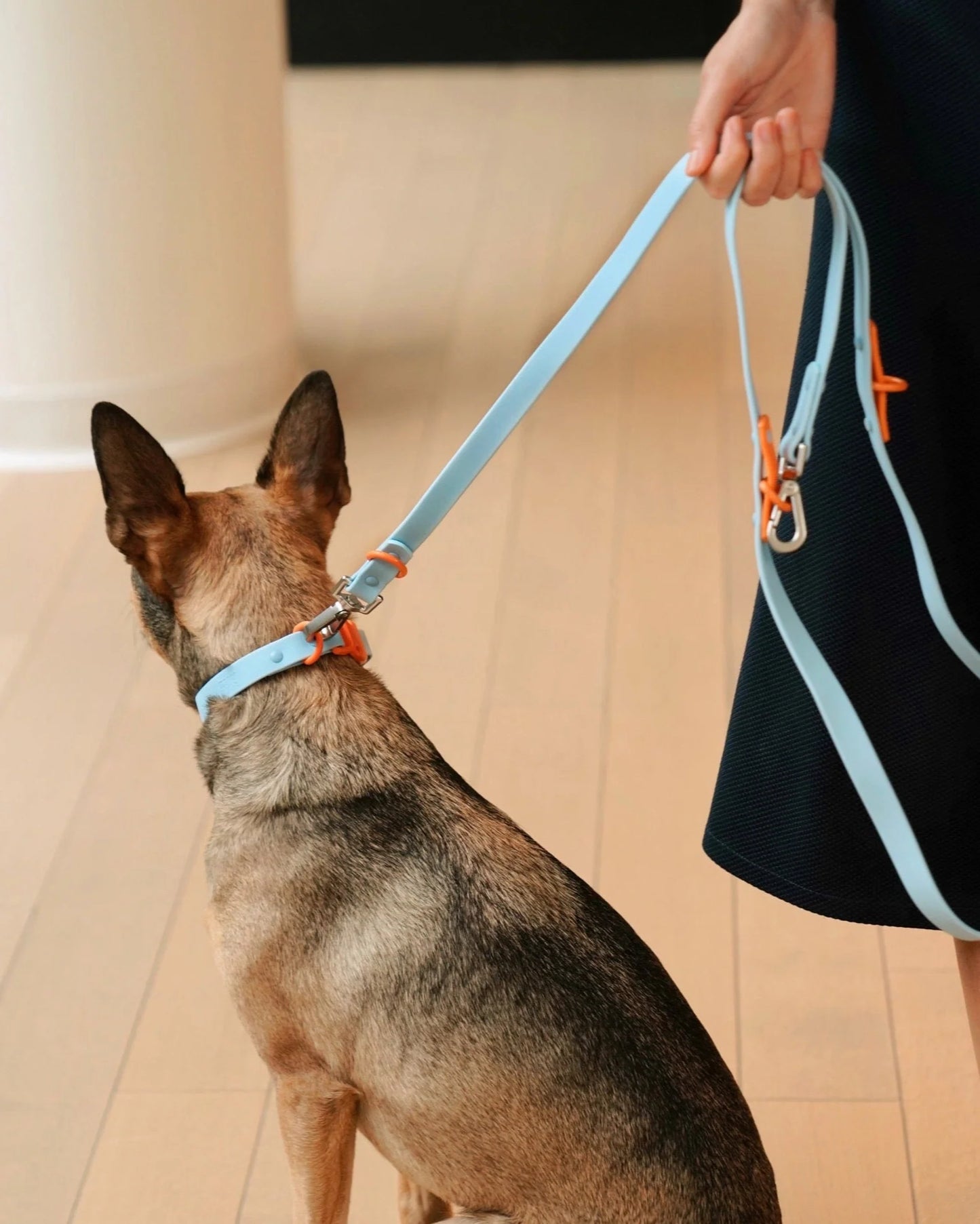 Fritz Dog Collar – Baby Blue Orange | Waterproof & Adjustable