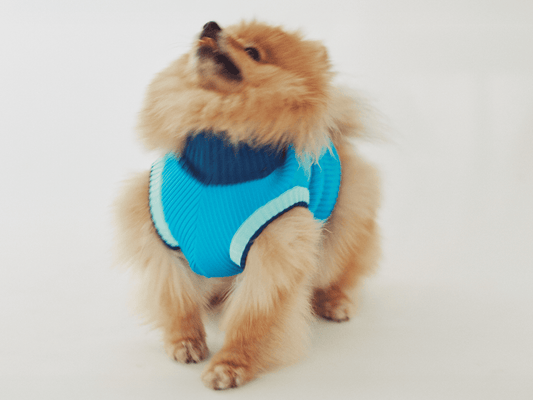 Small dog wearing a blue sweater on a light background