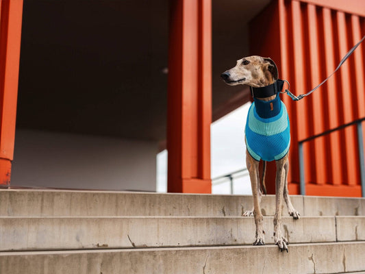 Dog wearing a blue sweater standing on steps with red architectural elements in the background