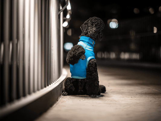 THE GLOW JUMPER 2.0 – Neon Dog Sweater (Crystal Sky)
