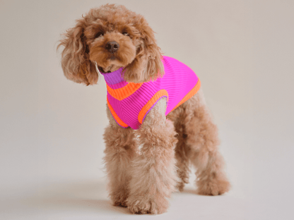 Small dog wearing a colorful sweater on a plain background