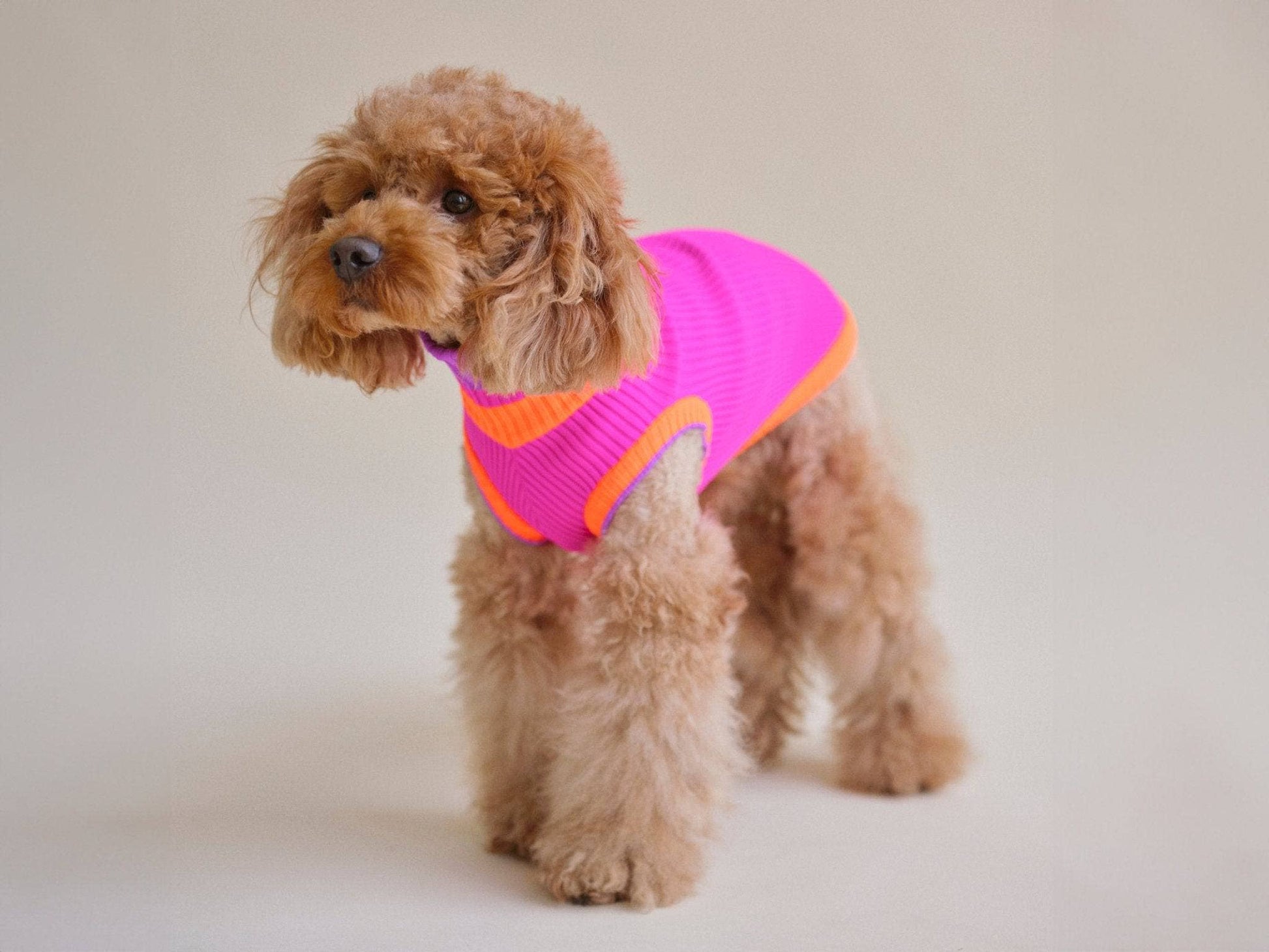 Small dog wearing a bright pink sweater with orange trim on a plain background