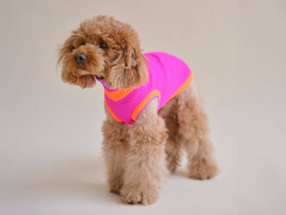 Small dog wearing a bright pink sweater with orange trim on a plain background
