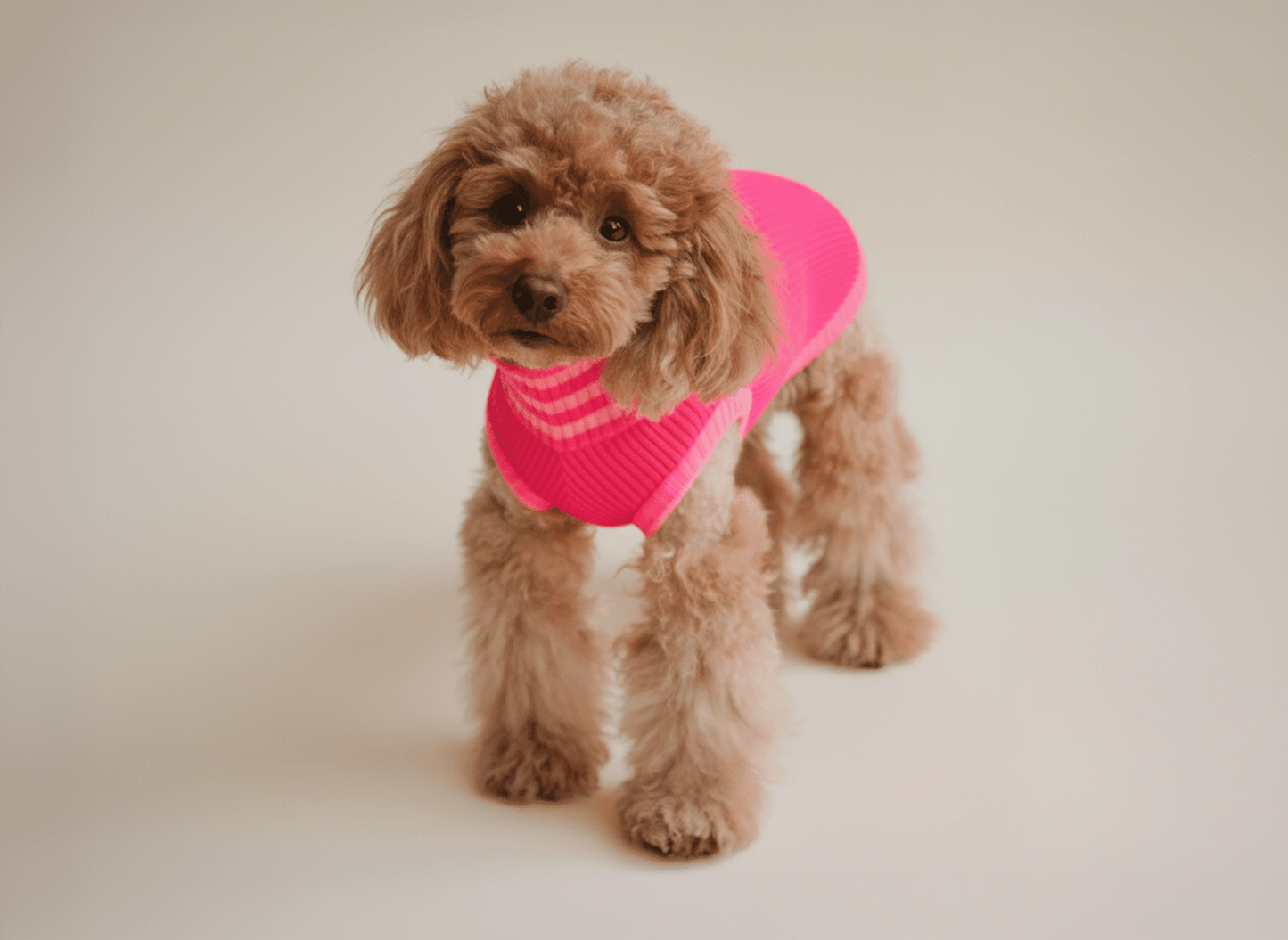 Small dog wearing a pink sweater on a plain background