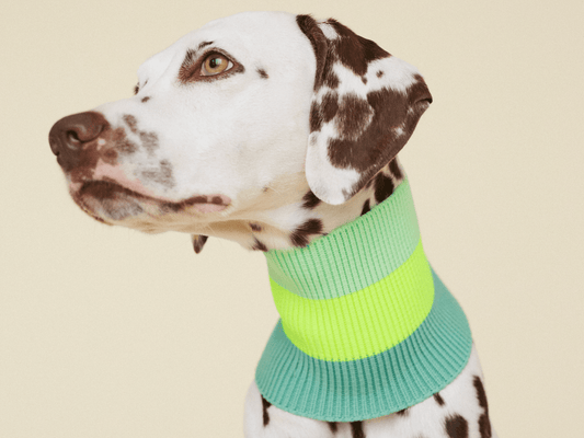 Dalmatian dog wearing a green sweater on a beige background