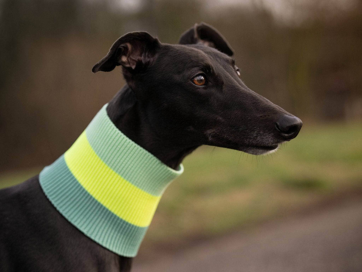 THE GLOW LOOP 2.0 – Neon Dog Scarf (Neon Matcha)