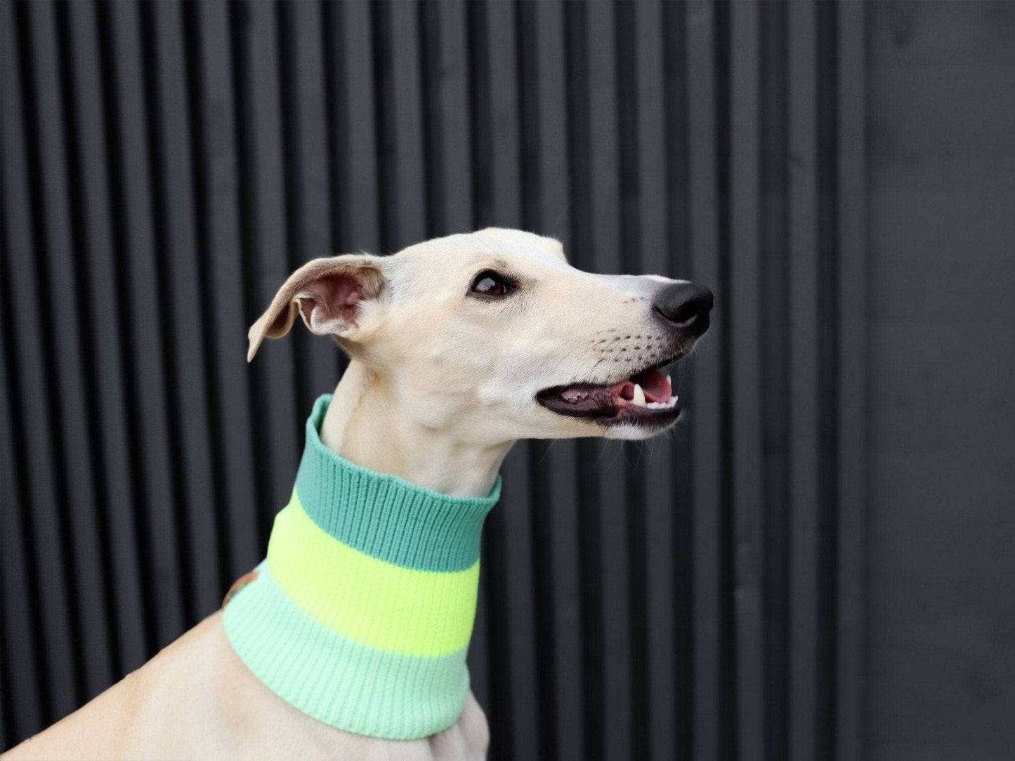 Dog wearing a green and yellow striped sweater against a dark background