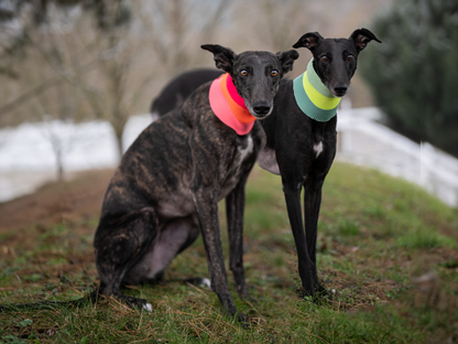 Two dogs wearing colorful collars standing on a grassy area with a blurred background.