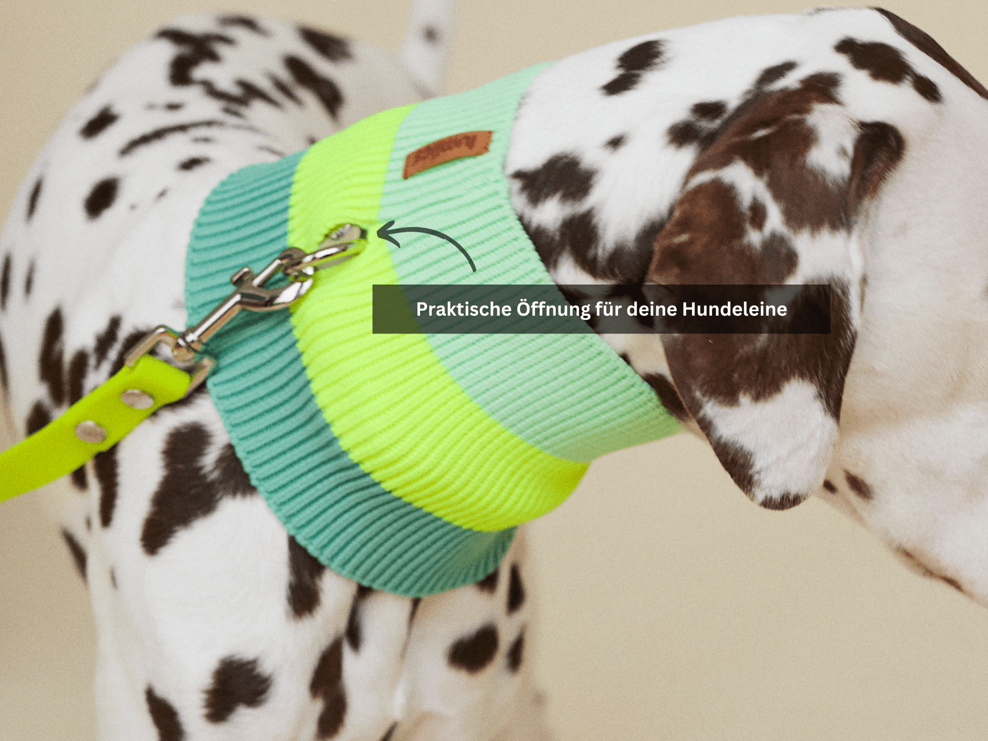 Dog wearing a green and yellow harness with a leash, on a plain background