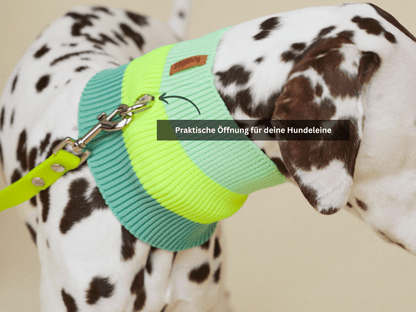 Dog wearing a green and yellow harness with a leash, on a plain background