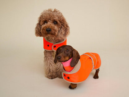 Two dogs wearing orange safety vests on a plain background