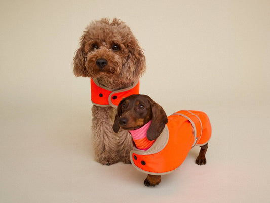 Two dogs wearing orange safety vests on a plain background