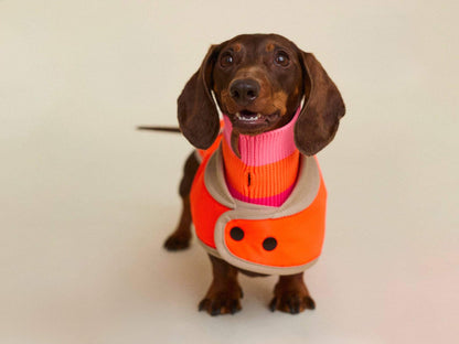 THE GLOW RAINCOAT mini-fit – Waterproof Dog Coat (Neon Orange)