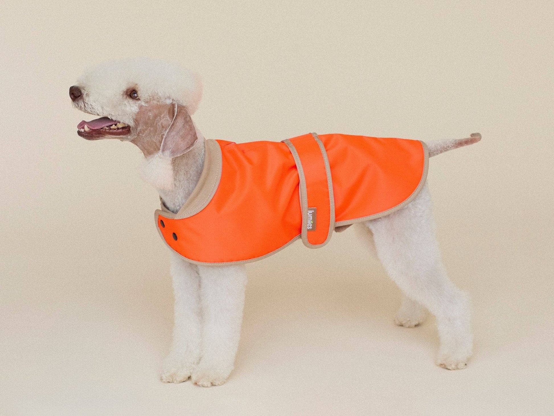 Dog wearing an orange coat on a beige background