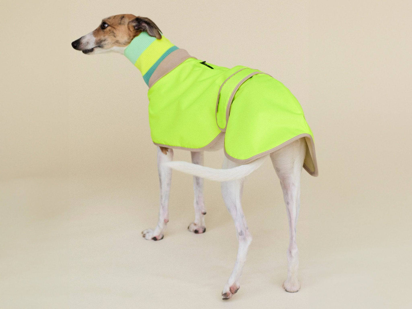 Dog wearing a bright green jacket on a beige background