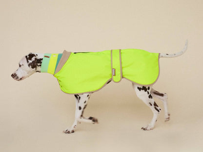 Dog wearing a bright green jacket on a beige background