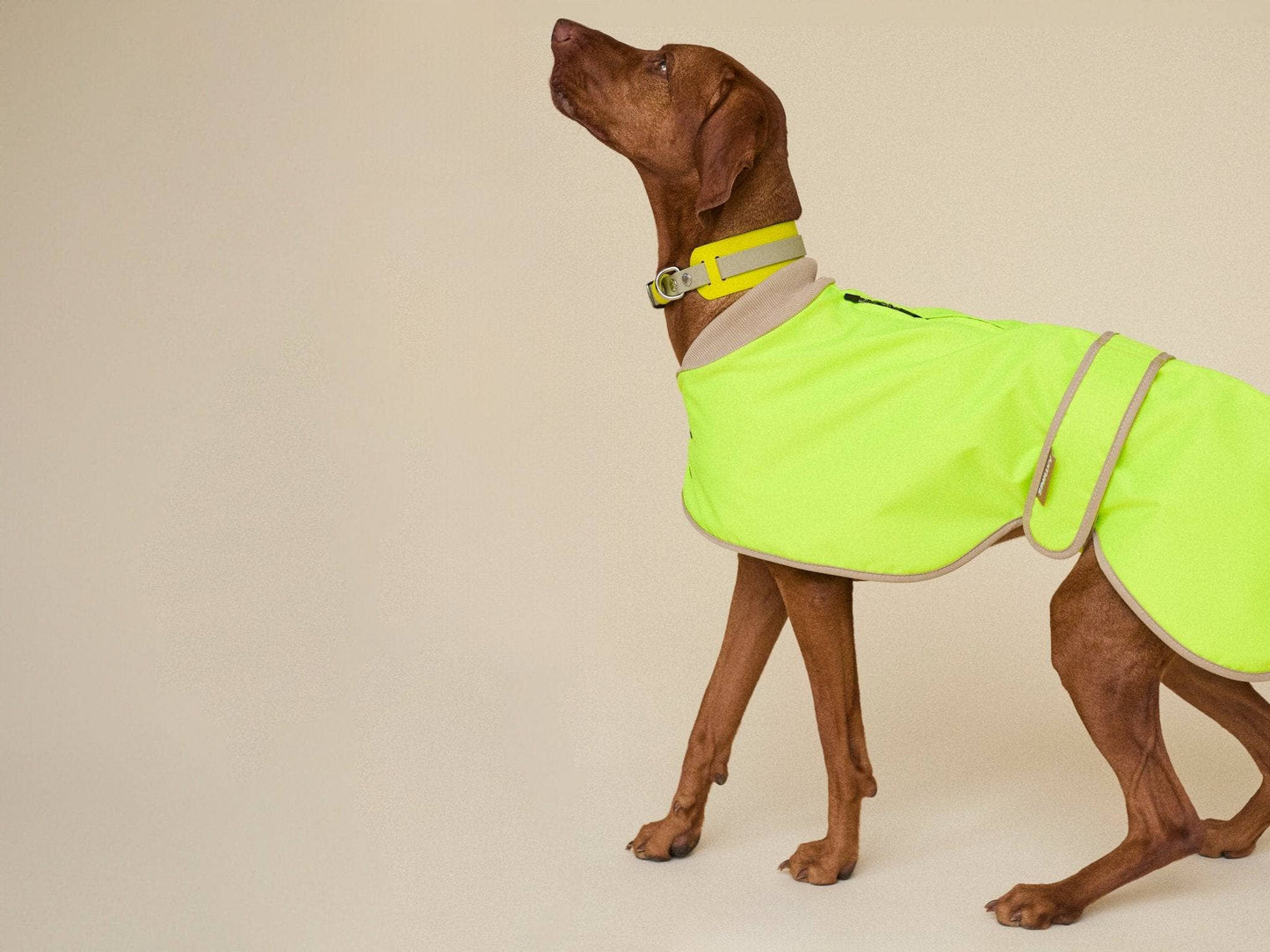 Dog wearing a bright yellow reflective jacket on a beige background
