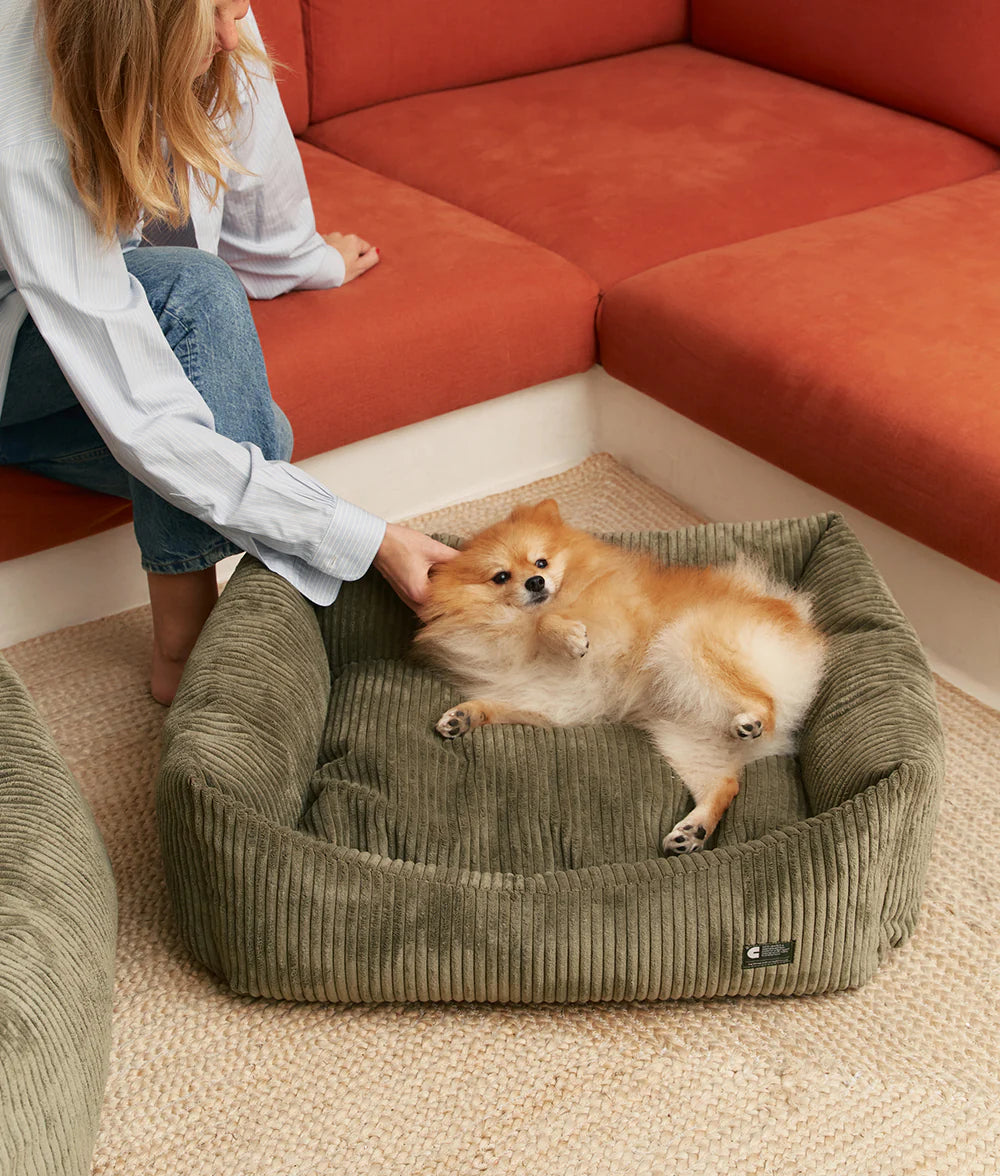 Small dog lying on a green pet bed with a person petting it, sitting on an orange couch.
