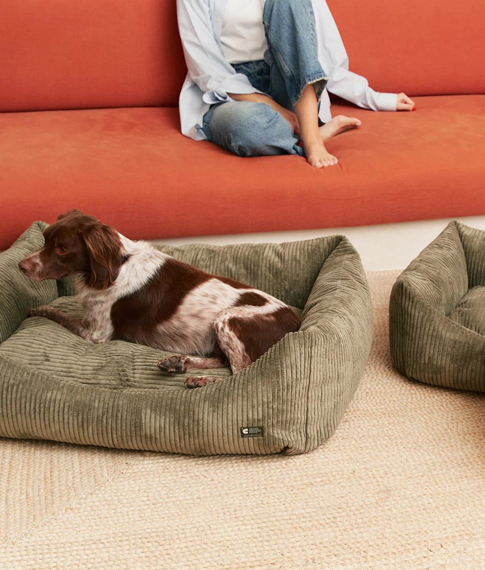Dog lying on a green corduroy dog bed with a person sitting on an orange couch in the background.