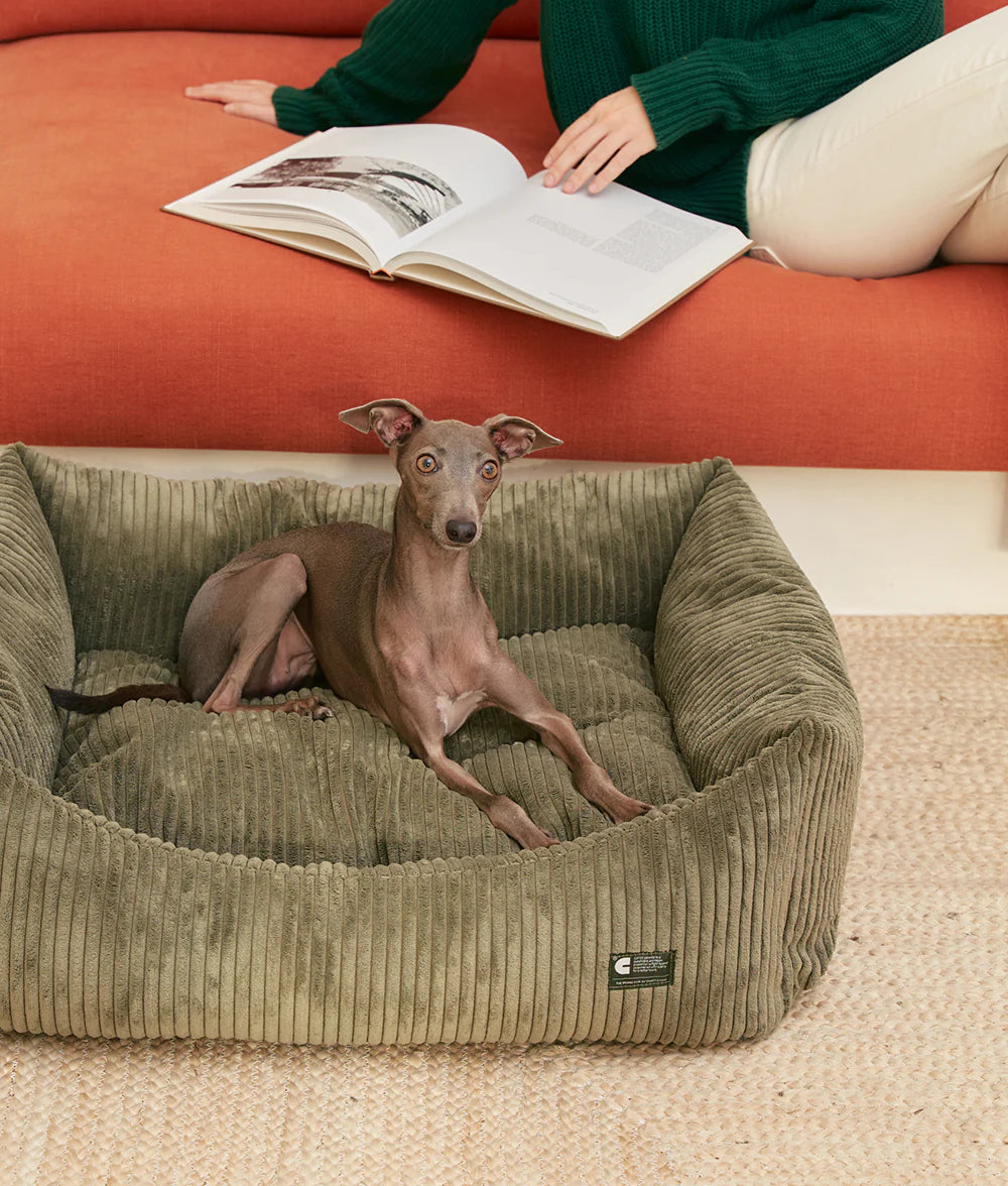Dog lying on a corduroy dog bed with a person reading a book in the background.