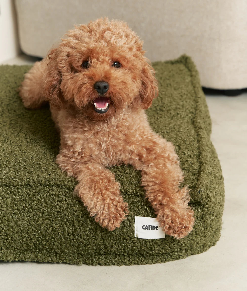 Small brown dog sitting on a green pet bed with 'CAFIDE' label.