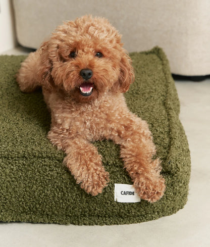 Small brown dog sitting on a green pet bed with 'CAFIDE' label.
