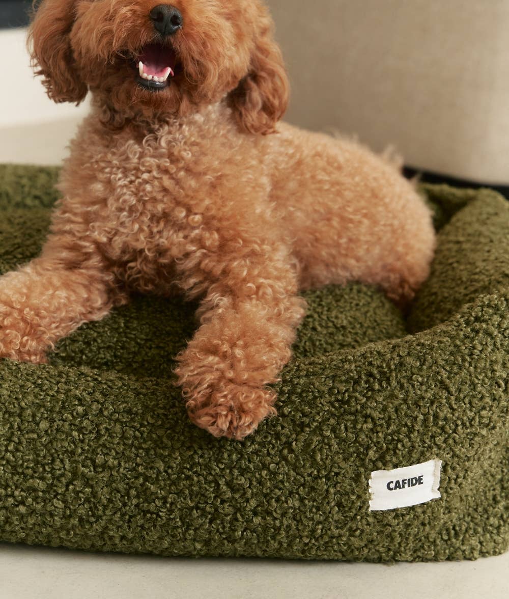 Small brown dog sitting on a green pet bed with 'CAIDE' label