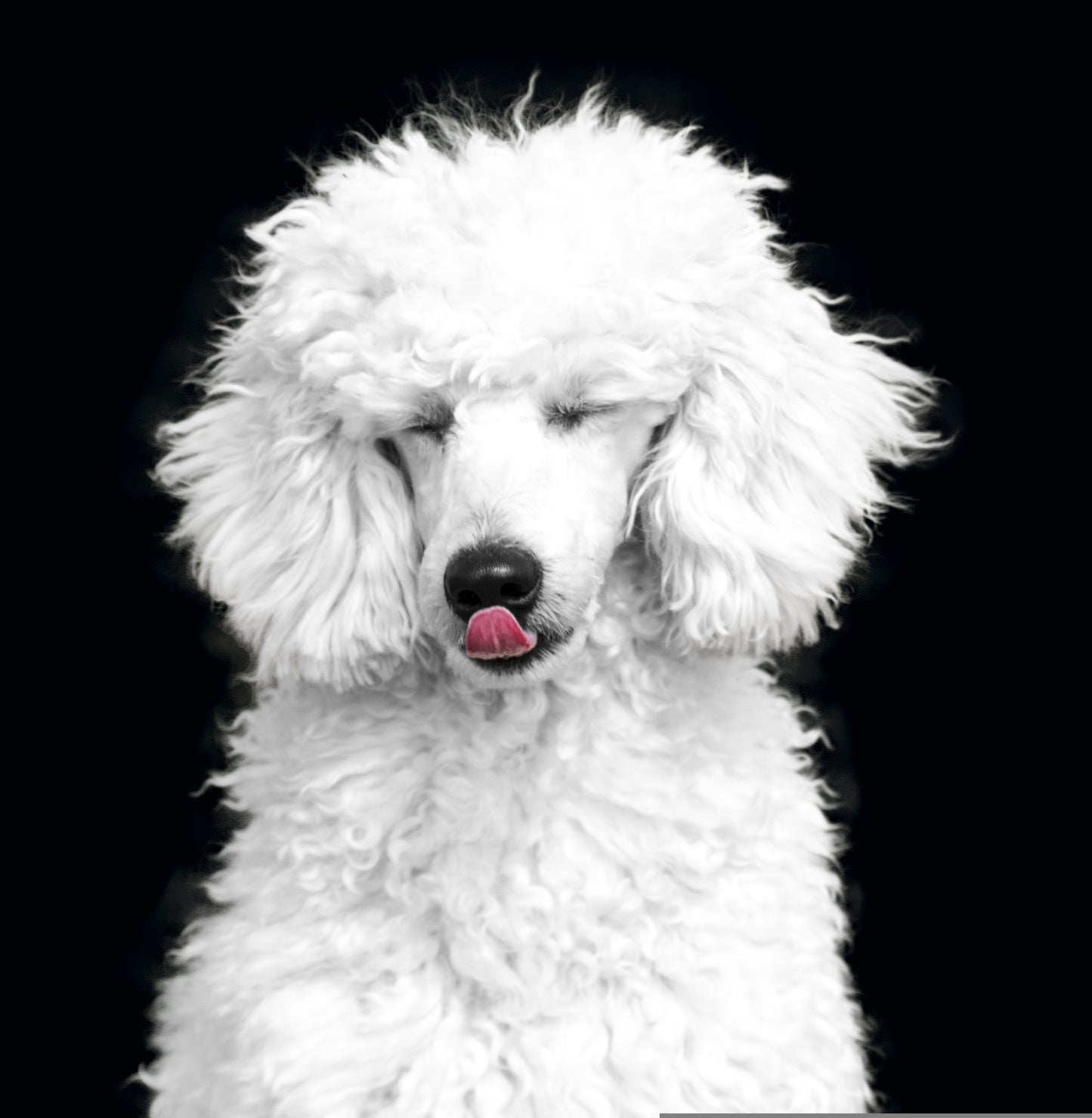 Flea Relief Treatment (Add-On Service)