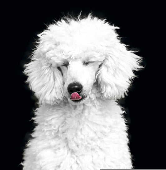 Flea Relief Treatment (Add-On Service)