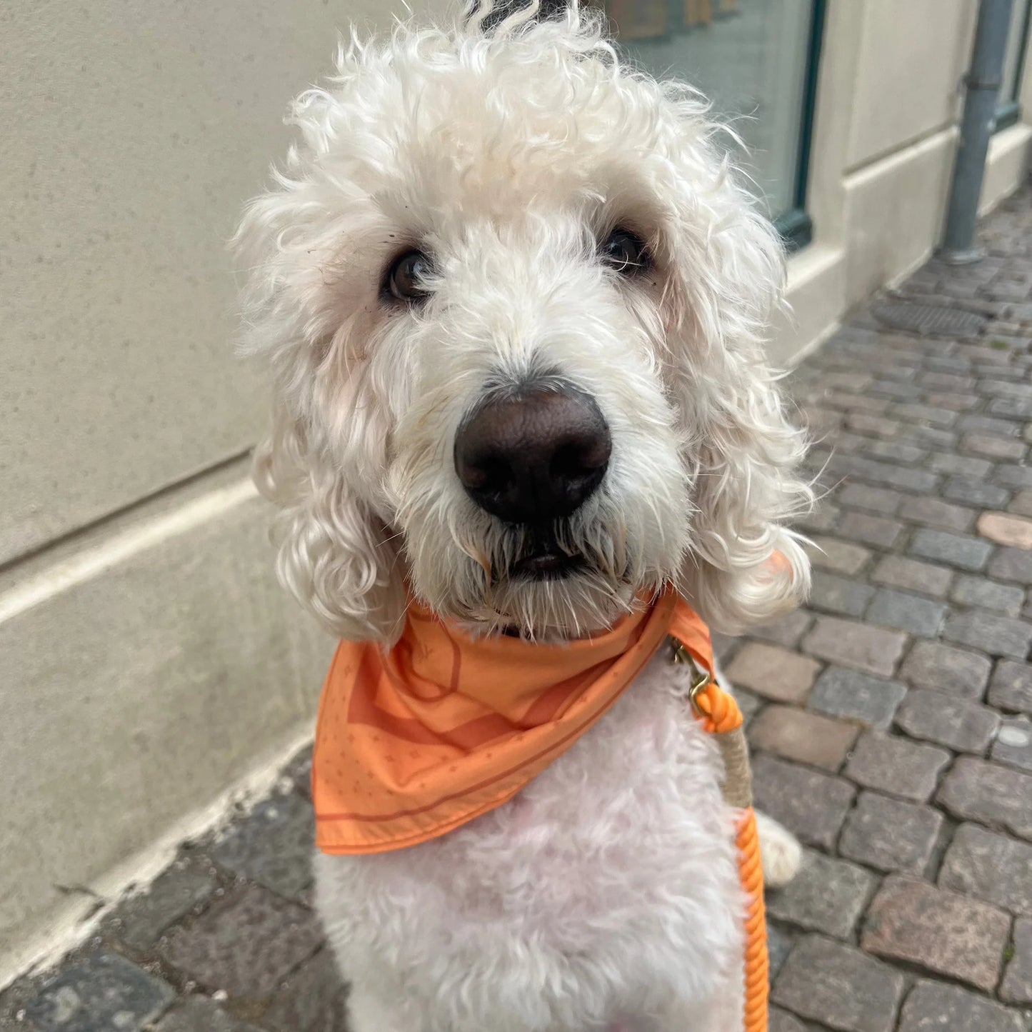 Handmade Dog Bandana – Cotton & Polyester, Medium & Large Dogs