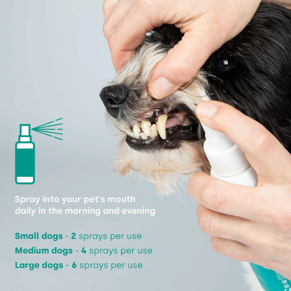 Person administering a pet product to a dog's mouth with usage instructions displayed.