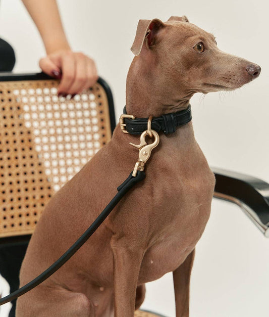 Brown dog on a leash with a person holding a woven bag in the background