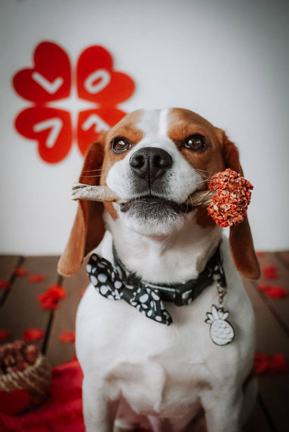 Dog holding a toy in its mouth with a red decorative item in the background