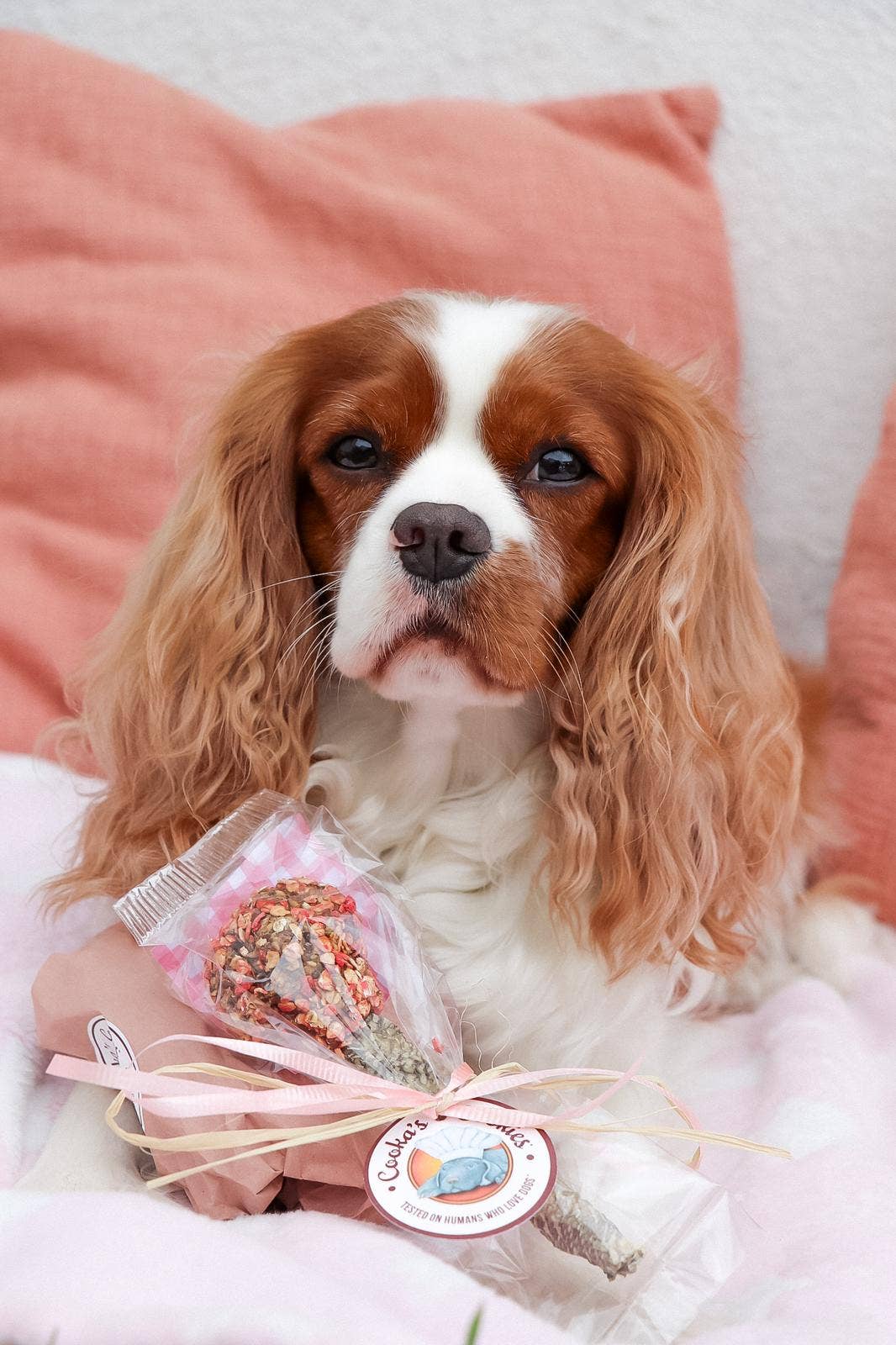 Dog holding a small bouquet of flowers on a soft surface