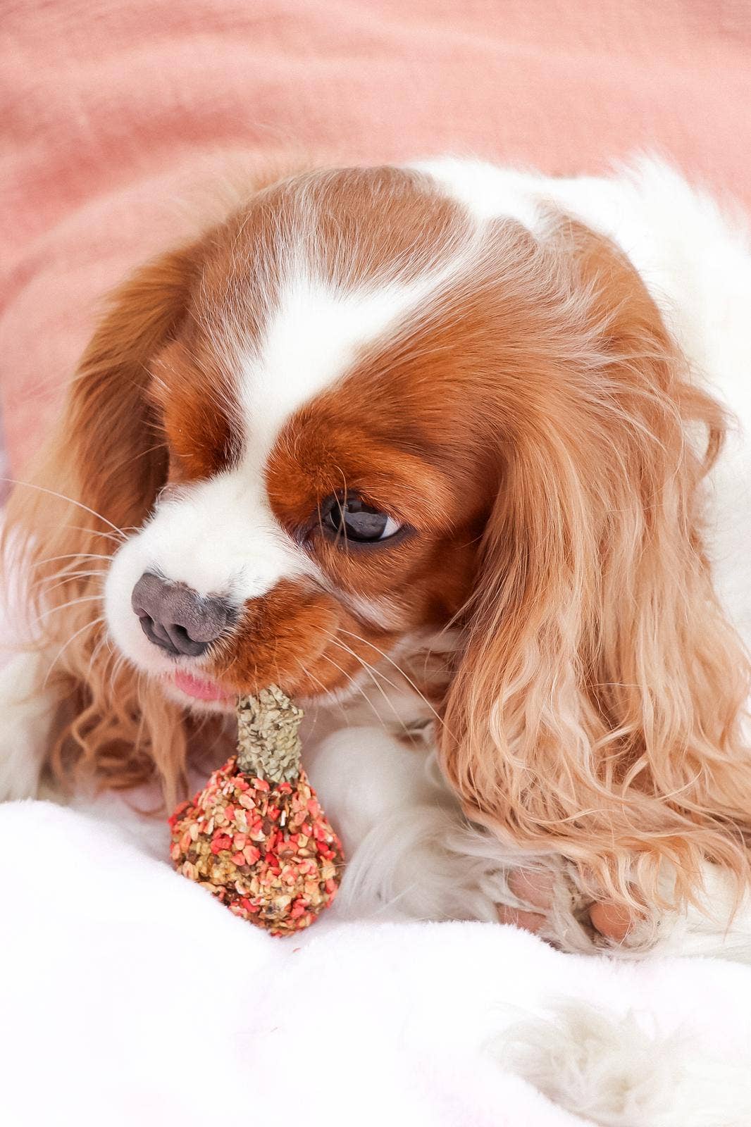 Dog holding a small pine cone in its mouth on a soft pink background